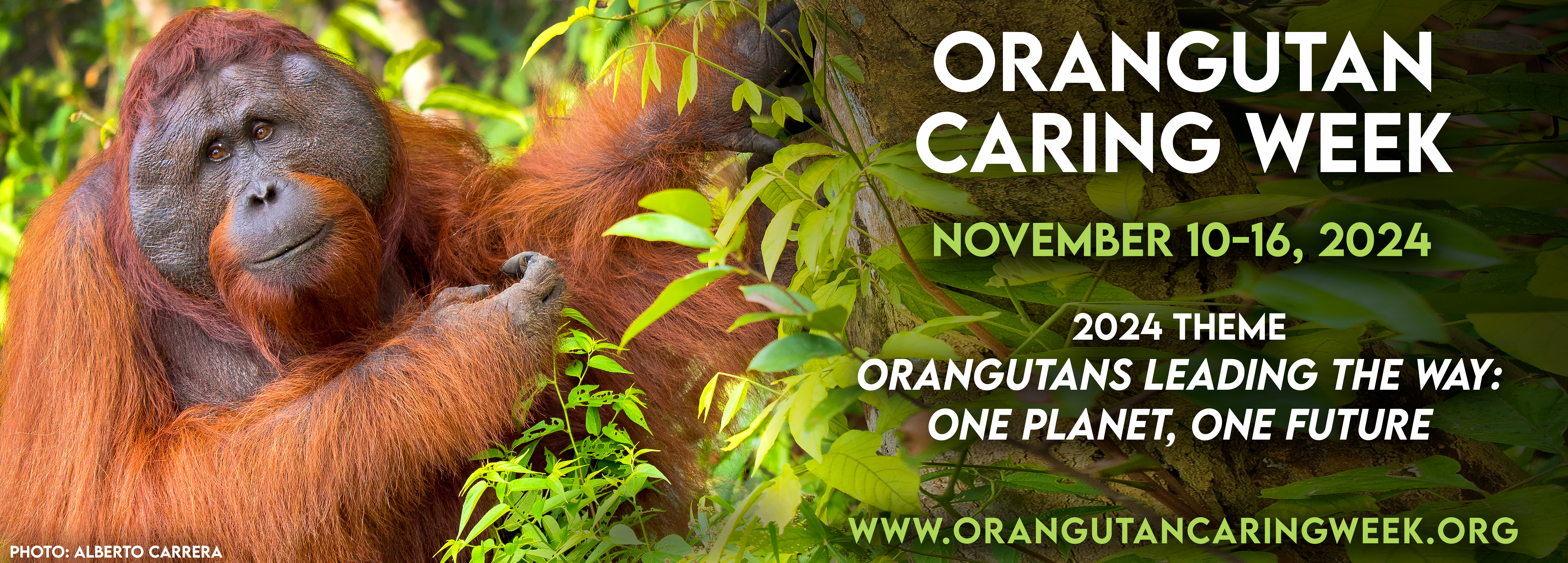 Orangutan Caring Week 2023